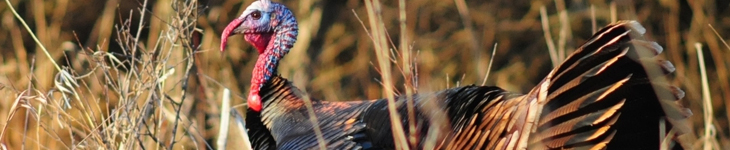 Iowa Dnr Hunting Regulations 2013