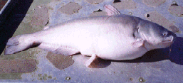 young blue catfish