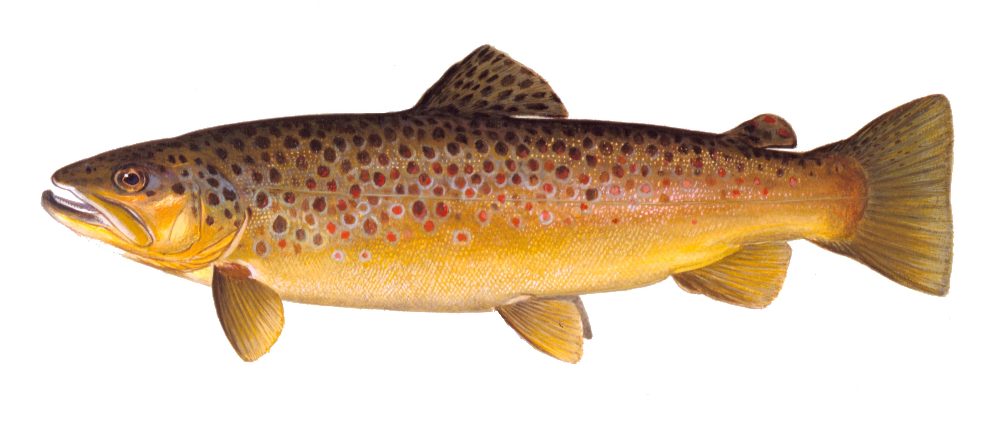 Brown Trout, illustration by Maynard Reece, from Iowa Fish and Fishing.