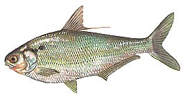 Gizzard Shad Pictures