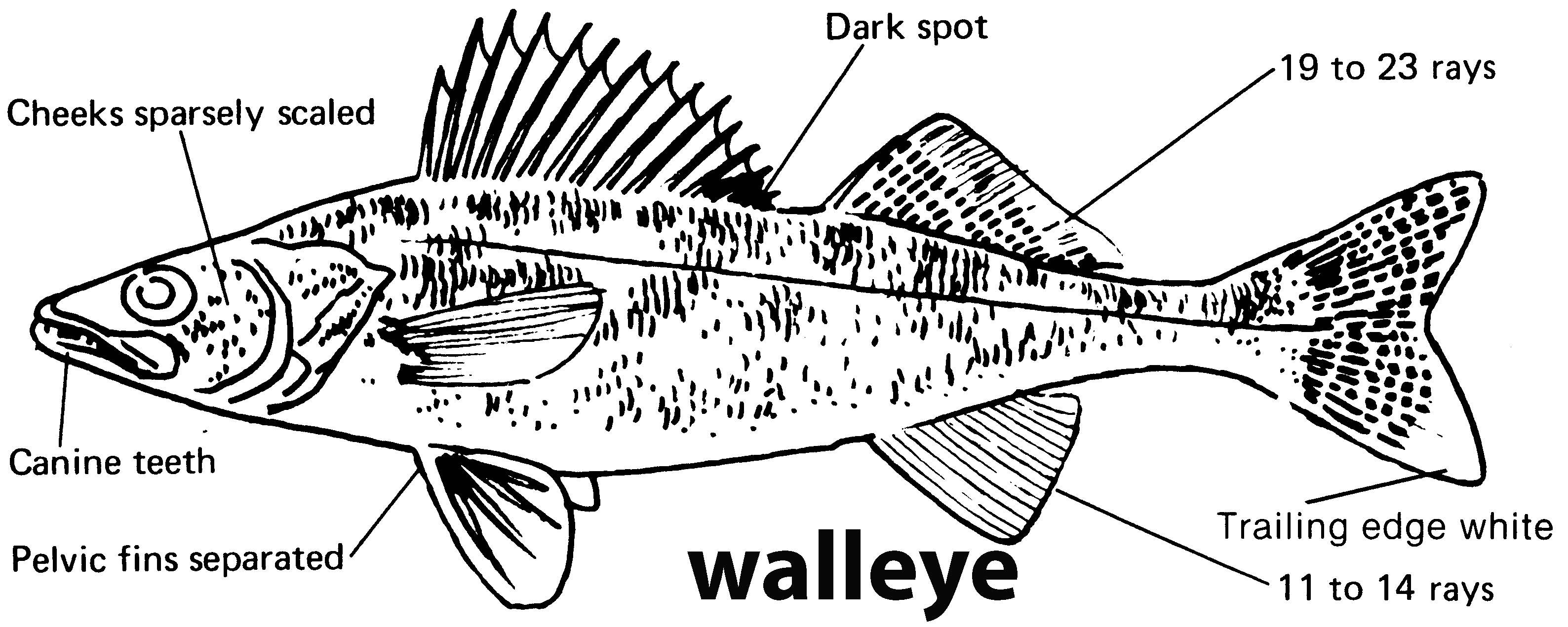 characteristics of a walleye