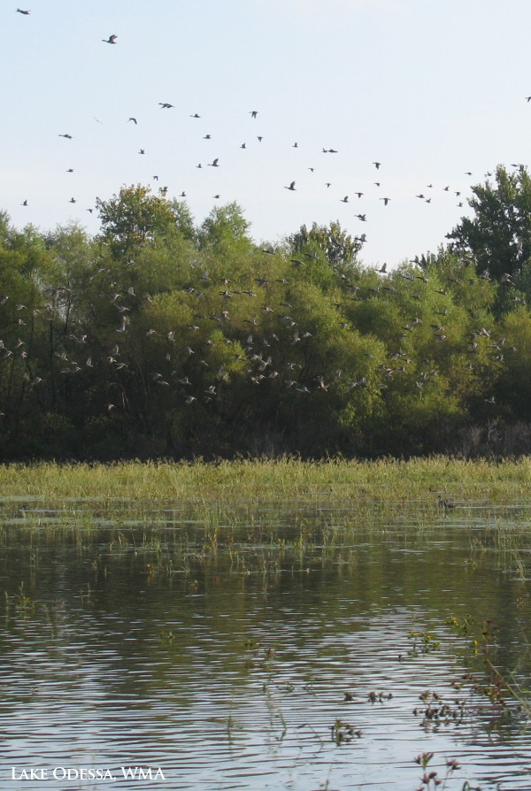 Lake Odessa, Wildlife Management Area