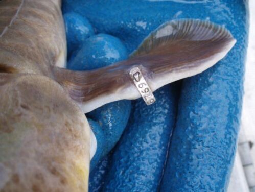 image of a fish that has a small gray tag that has been placed into a fin, much like a paperclip