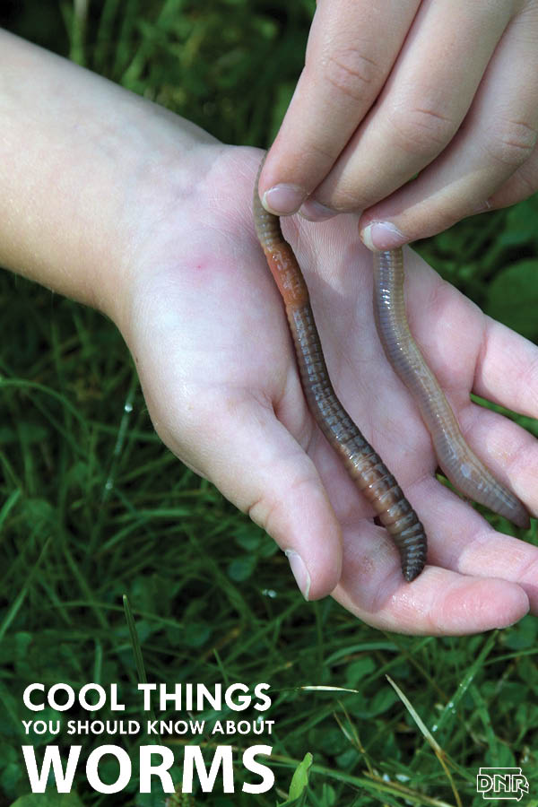 Invasive earthworms are eating away at forest diversity: U of T study