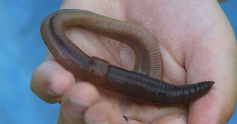 5 cool things you should know about worms - DNR News Releases