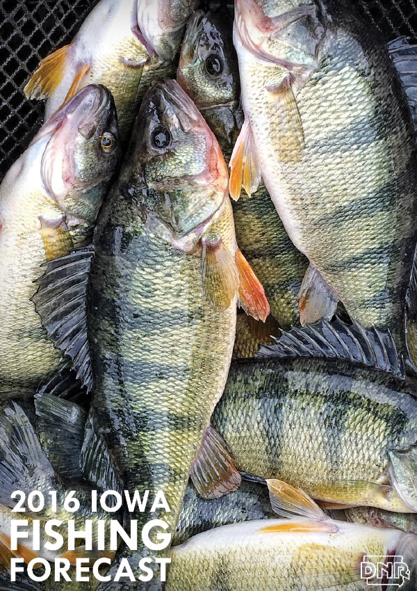Pleasant Creek Lake Linn County Iowa, Great Fishing, Catfish, Eyes
