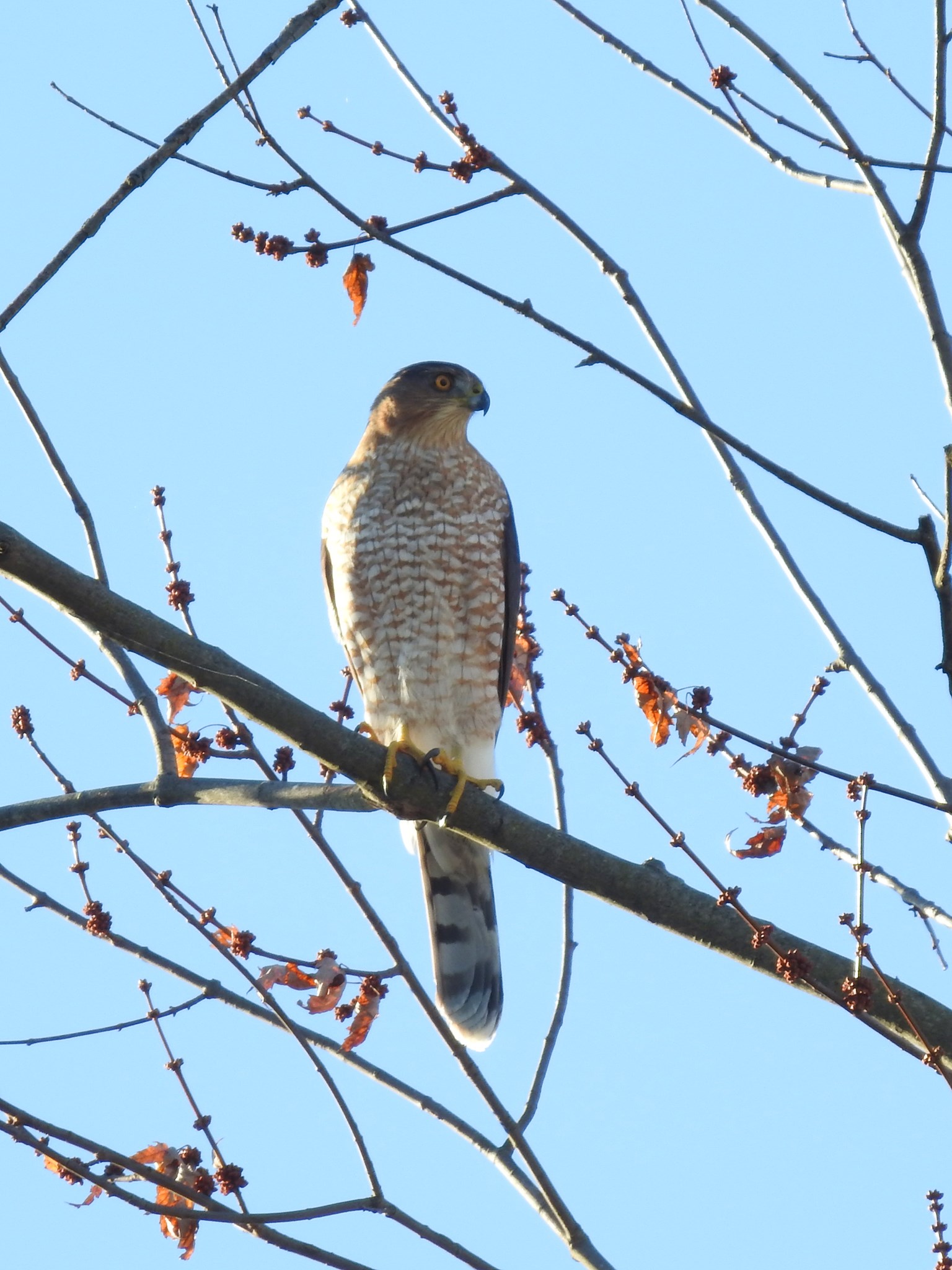 How to identify a Cooper's hawk and other Iowa hawks | Iowa DNR