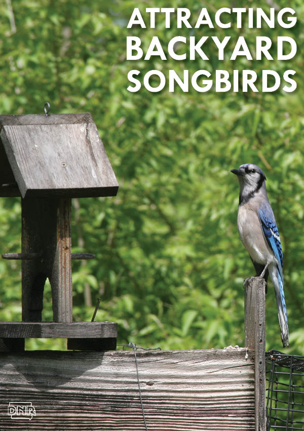 Attracting Backyard Birds: Blue Jays 