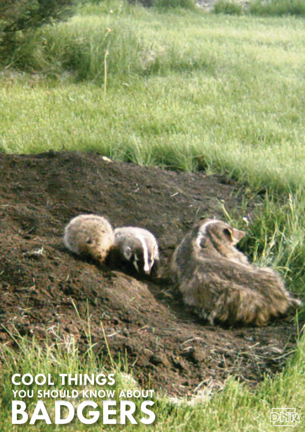 The badger stood on business…this thing catches big bass like