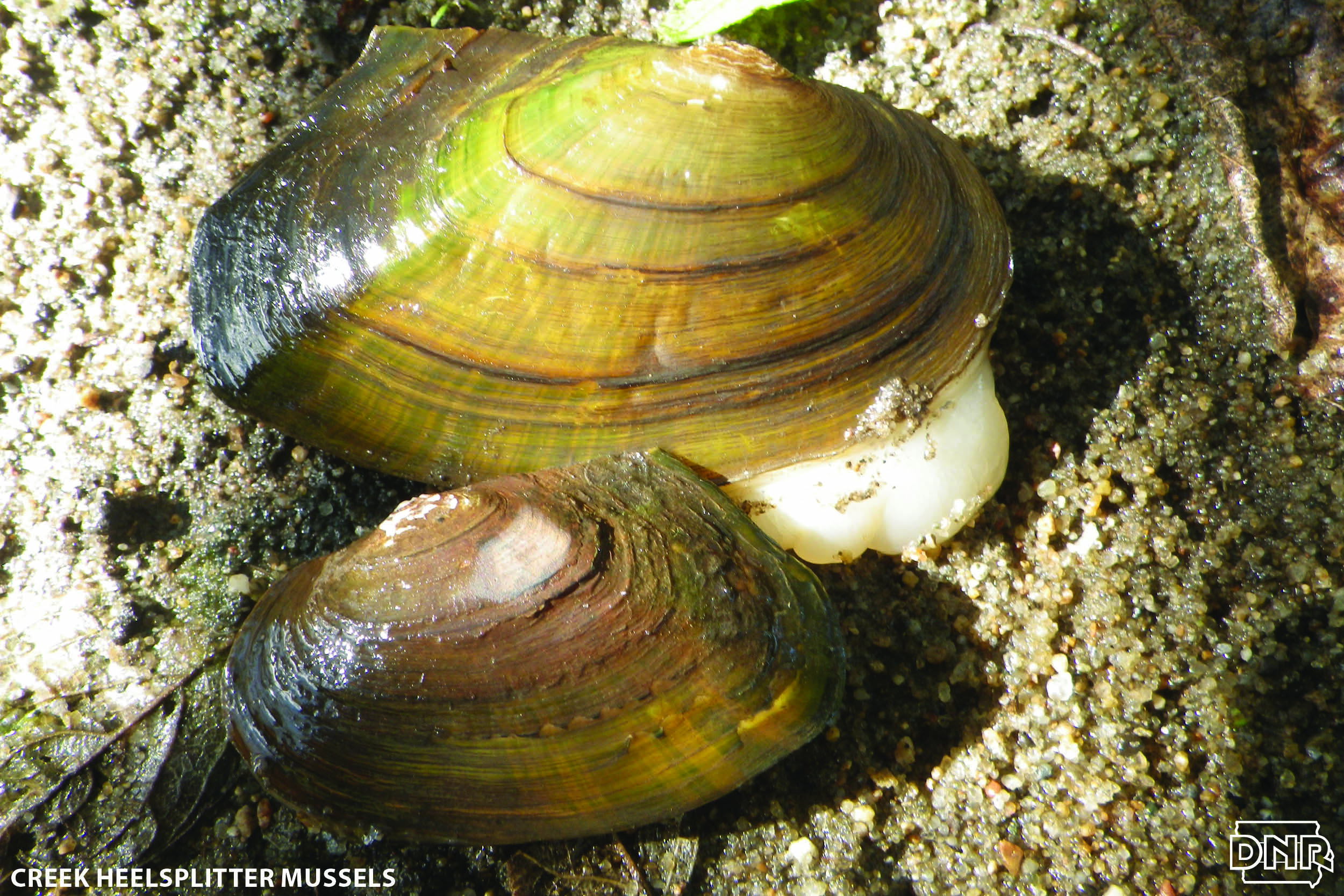recipes for freshwater clams