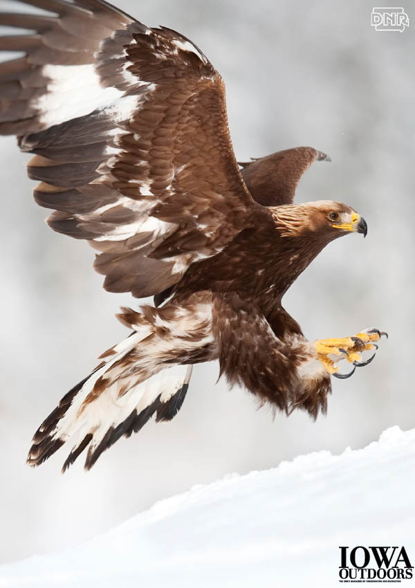 Cool Things You Should Know About Golden Eagles Dnr News
