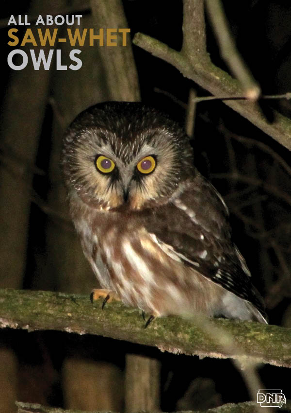 Learn about Iowa's smallest owl, the saw-whet, from Iowa Outdoors magazine