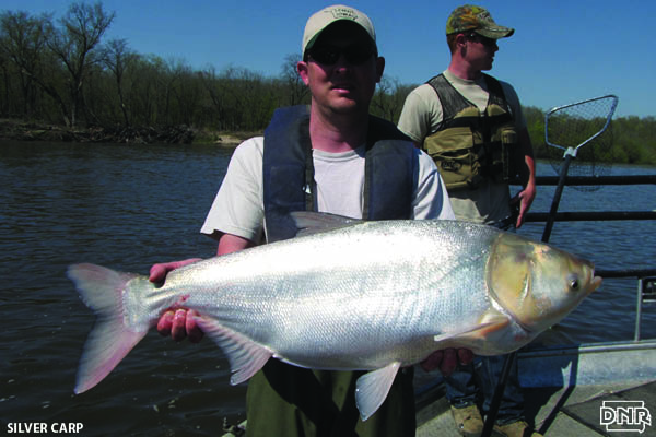 4 Invasive Species You Can Eat in Iowa - Silver%20carp Horiz