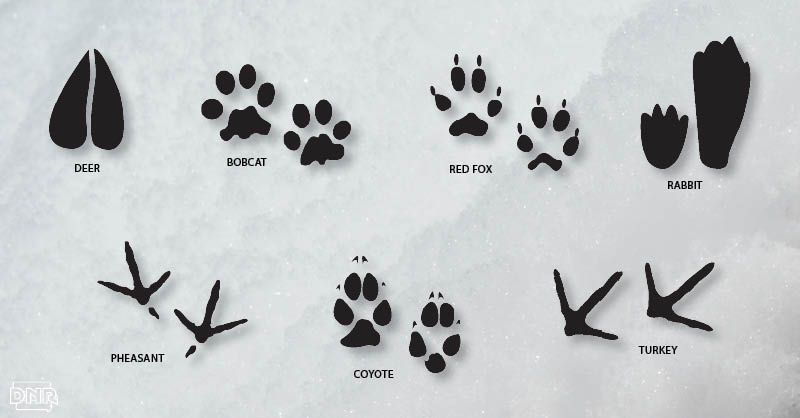 wild animal paw prints in snow