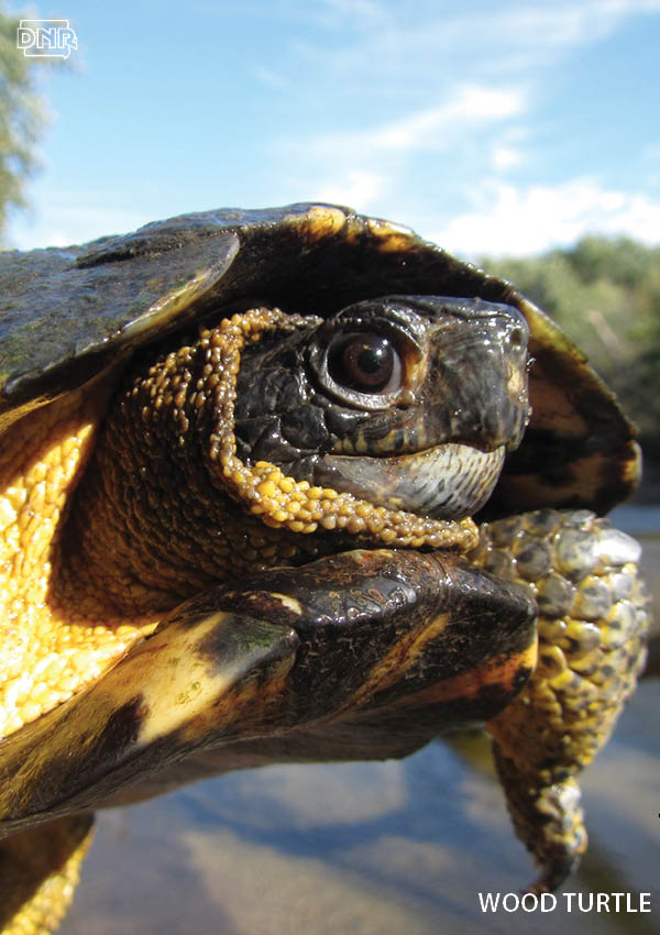 6 Things You Might not Know About Iowa's Turtles