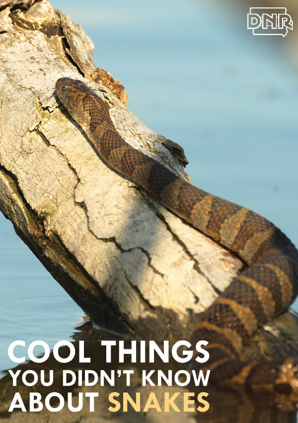 cool snakes