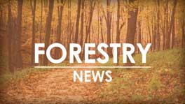 Forestry experts available to help landowners assess storm damage
