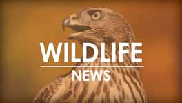 Saylorville Lake to host bald eagle watch Feb. 27