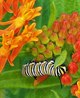 monarch butterfly caterpillar feasting on butterfly milkweed.
