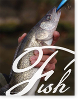 Iowa DNR Fishing Report for Week of August 11 – KCHA News
