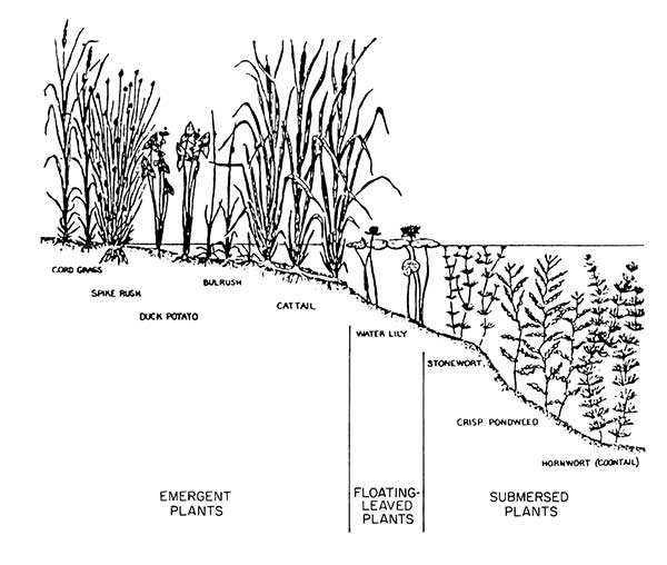 Diagram showing emergent plants, floating plants and submerged plants