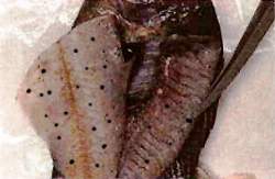 Black spot in fish fillets