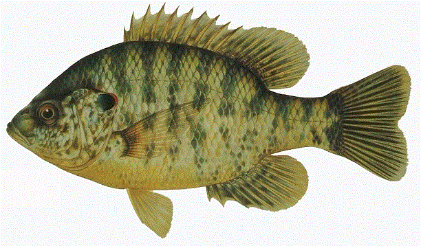 Bluegill and red ear fishing 