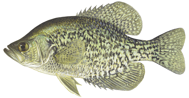 Black Crappie Fishing Guide  How to Catch a Black Crappie