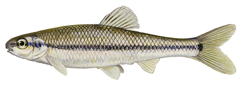 Bluntnose Minnow, illustration by Maynard Reece, from Iowa Fish and Fishing.