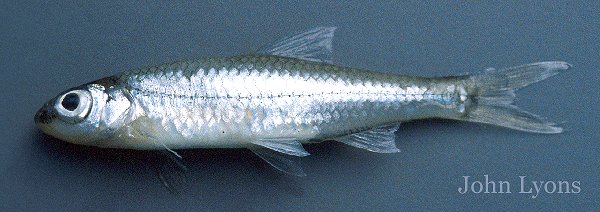 Channel Shiner, photo courtesy of John Lyons, University of Wisconsin-Madison Center for Limnology.