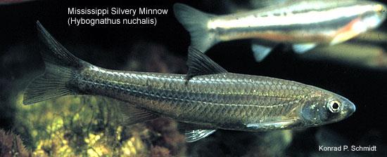 Minnow - Description, Habitat, Image, Diet, and Interesting Facts