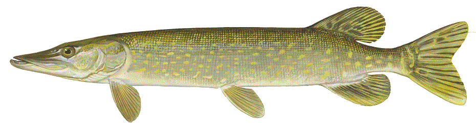 Details: Northern Pike
