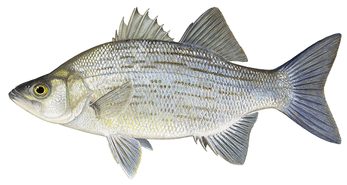 Any White Bass Fisherman Here? - Other Fish Species - Bass Fishing