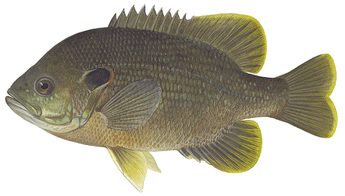 Details: Green Sunfish