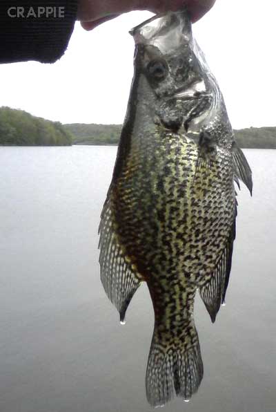 Early Season Crappie: Tips And Strategies