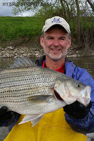 Tips for Stocking Hybrid Striped Bass in Your Pond