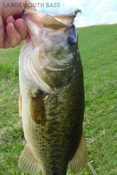 The Best Time to Fish for Bass: Seasons and Hours the Bass Are Biting