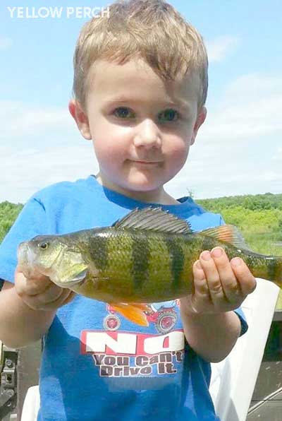 Yellow perch can be easy to catch, but tactics change when fishing inland  waters 