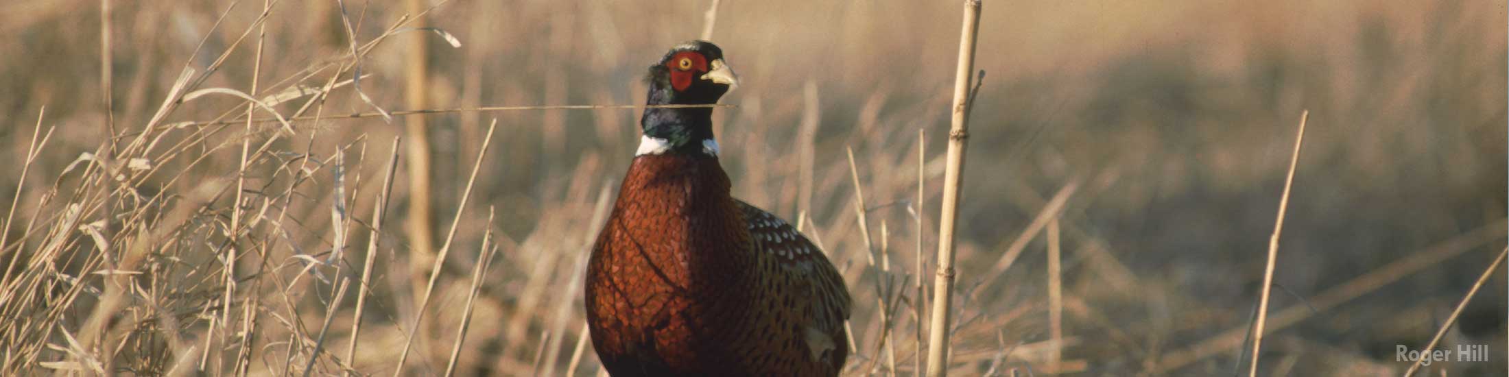 Hunting Season Dates Iowa DNR