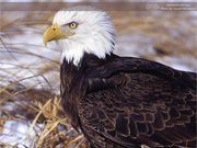 Winter Eagle, Washburn