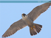 Peregrine Falcon, Washburn