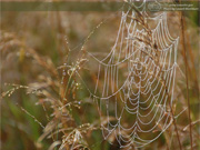 Switchgrass Web, Washburn