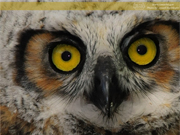 Great Horned Owl Fledgling, Washburn