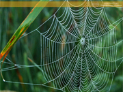 Spider Web, Washburn