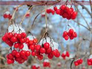 Winter Berries, Washburn