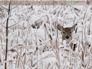 White-Tail Deer, Washburn