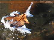 Oak Leaf in Ice, Washburn