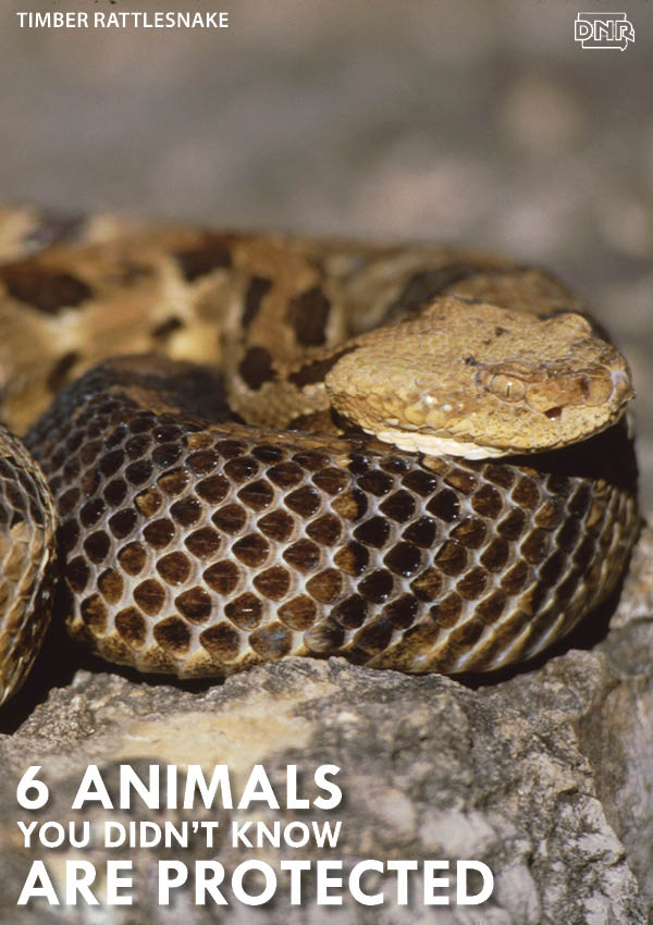 Did you know most snakes are protected species in Iowa? | Iowa DNR