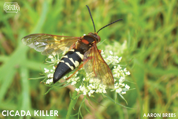 Cicada killer | Iowa DNR