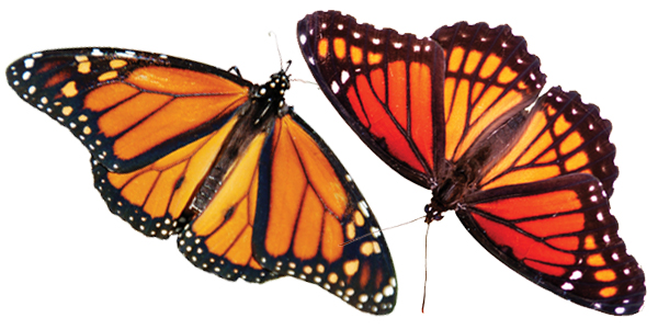 Monarchs and viceroys - can you tell the difference? | Iowa DNR